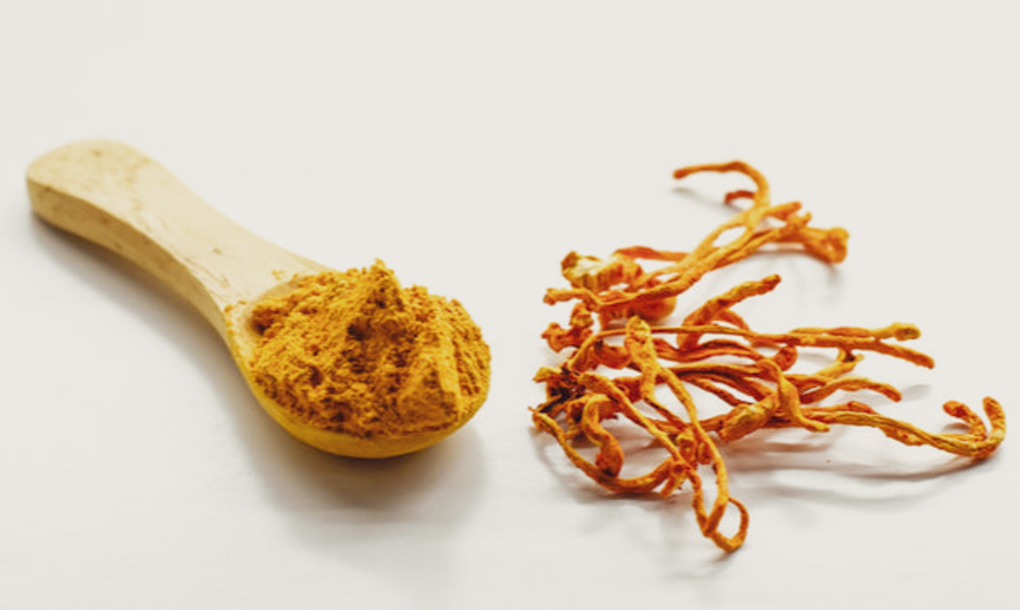 Cordyceps