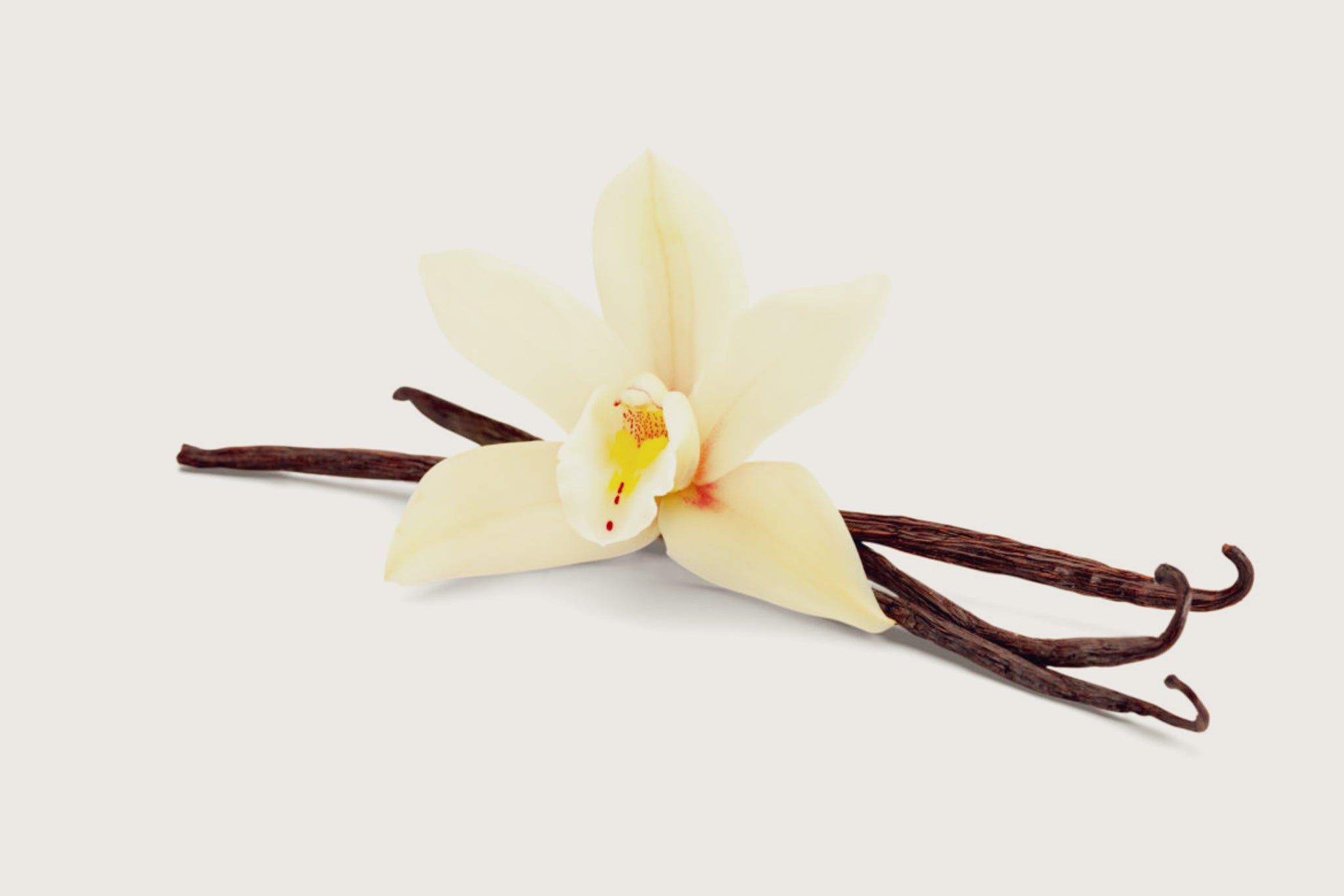Vanilla