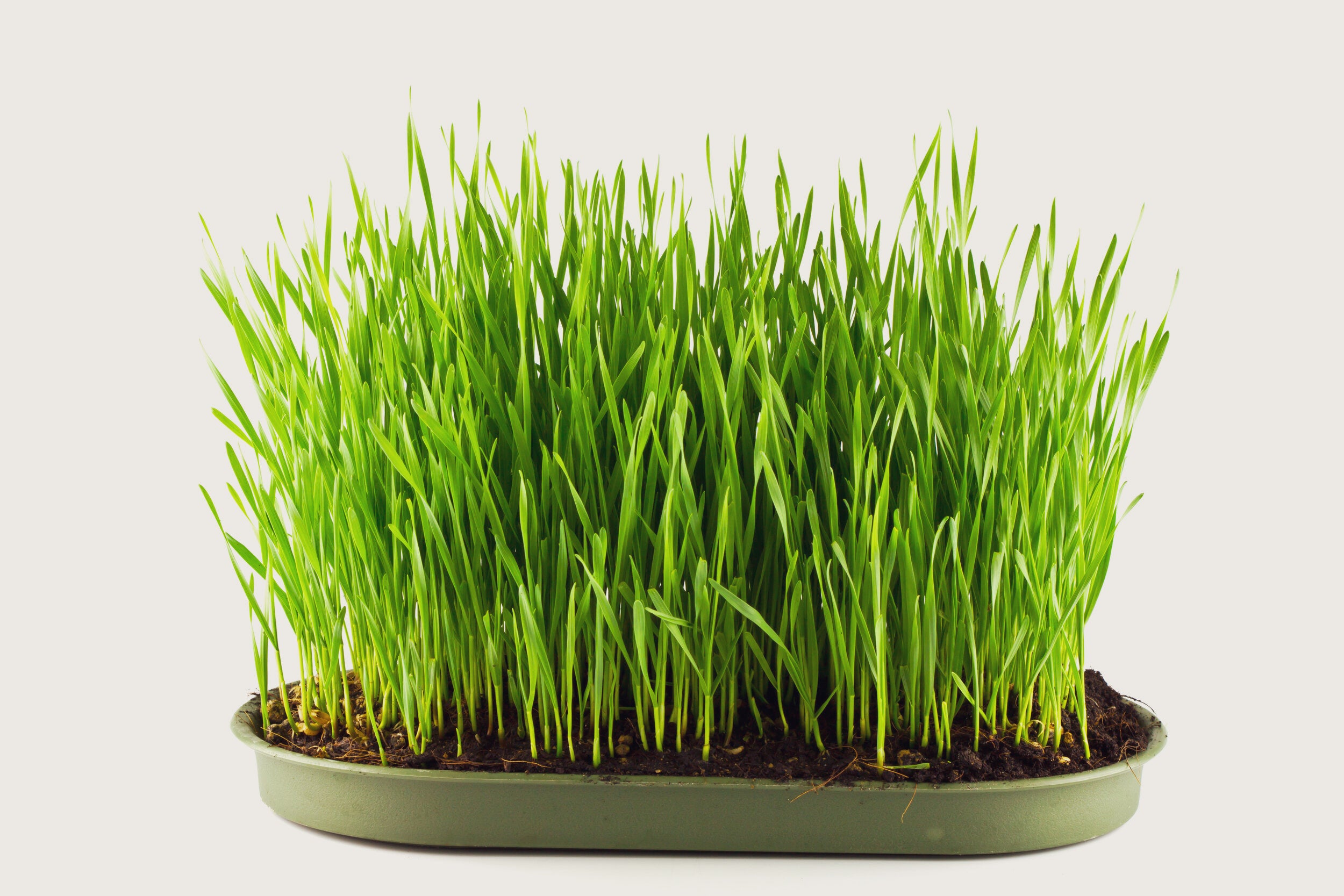 Barleygrass