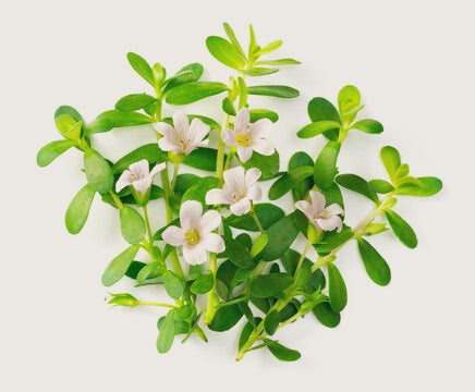 Brahmi