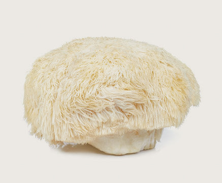Lion&#39;s Mane