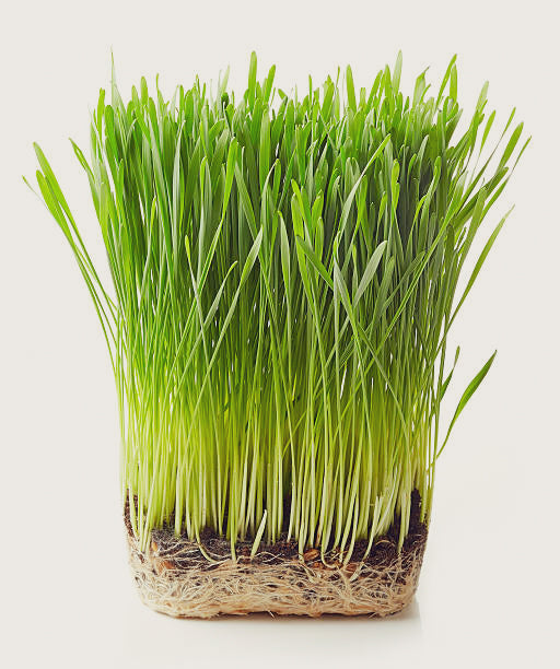 Wheatgrass