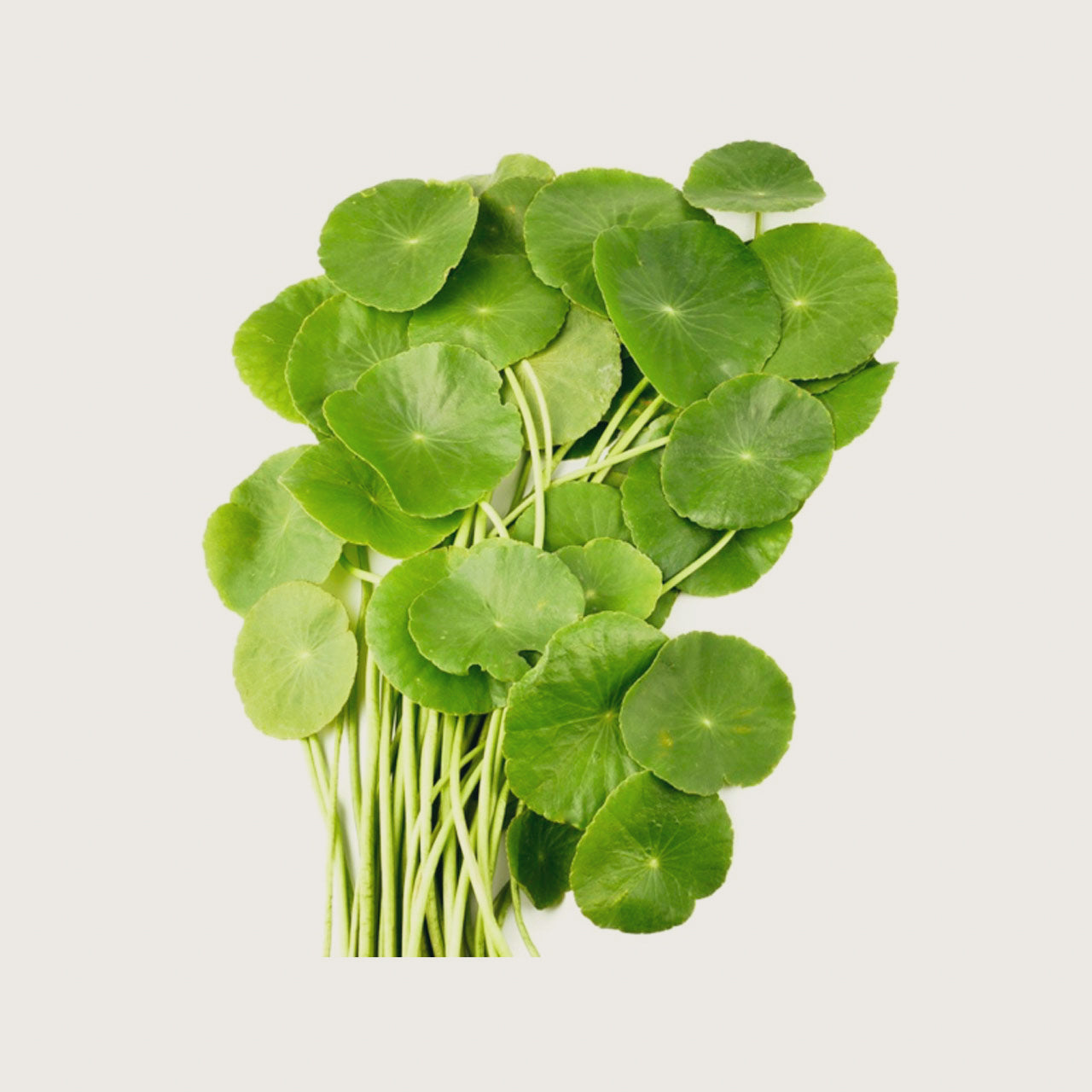 Gotu Kola